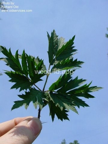 blackberry, cutleaf